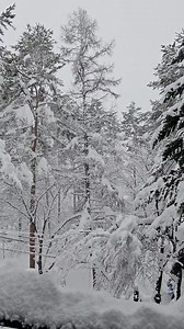 20K views · 476 reactions | Trees and roofs are fully loaded. Take care out there in the streets. | Hakuba | Facebook