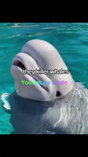 Beluga Whales: The Adorable Ocean Giants