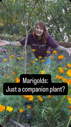 Slightly Knowledgeable Gardener on Instagram: "🌼 Marigolds are so much more than just a companion plant! Sure, they help repel pests and protect your veggies, but these golden blooms also attract pollinators, feed beneficial insects, and bring bold, vibrant color to any garden bed. 🌞 Their roots even help clean the soil and discourage harmful nematodes naturally. Plus, you can use marigold petals to make natural dyes, teas, and homemade beauty recipes! 🌿 Whether you’re growing them for your g