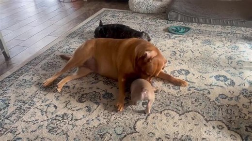 This new 8-week-old French bulldog puppy was introduced to the 2-year-old red lab, who was initially scared. However, they soon became best friends, with the lab being surprisingly gentle with the puppy. | Jukin Copyright Management | Facebook