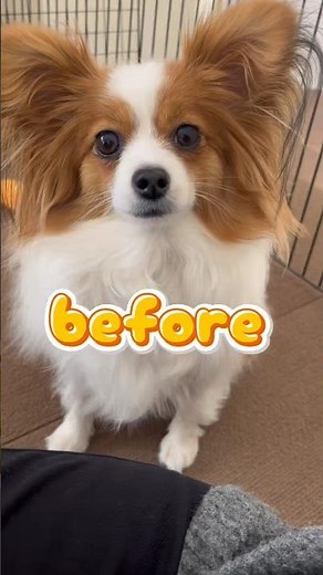 わんちゃんのbefore after ＃かわいいパピヨン ＃ハナchannelリーナ #トリミング後 ＃パピヨン #犬のいるくらし #リーナ #before #after