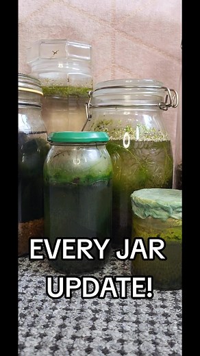 Exciting Updates on TikTok Ecosystem Jars!