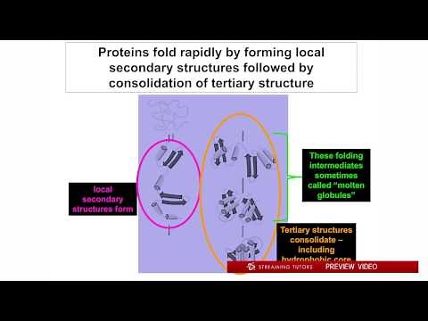 Biochemistry Protein Folding tutorial