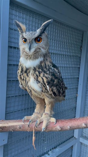 Cute and Funny Owls: The Adorable Snow Owl