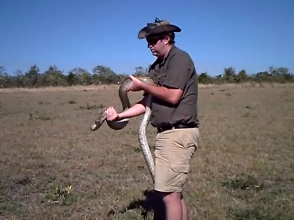 Huge Snake Strikes - African Python vs Rob The Ranger