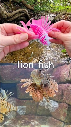 Sea Animal Names for Kids to Learn at the Double Waterfall: Walrus Lion Fish Orca Lobster Eel