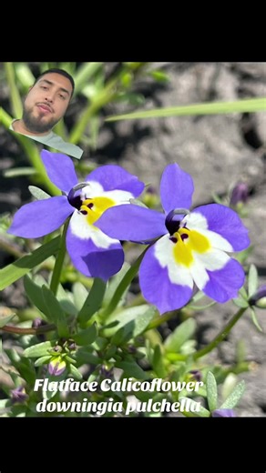 molina_manzanita on TikTok