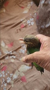 🦜 Rare White-cheeked Barbet Visited My Home | Beautiful Bird Video #short