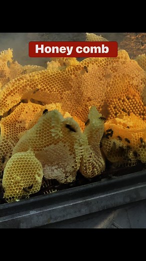 Honeycomb #savethebees #honeybees | WeBee