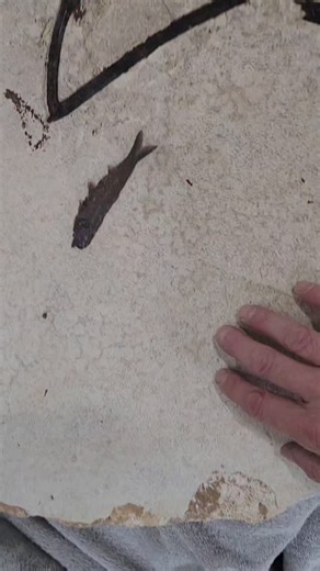 instonefossils | fossils dig | Kemmerer Wy on Instagram: "getting ready for Tucson Arizona takes a lot of work some of the specimens that we're bringing have a lot of botany I'm excited to be showing for the first time since covid at the co-op"