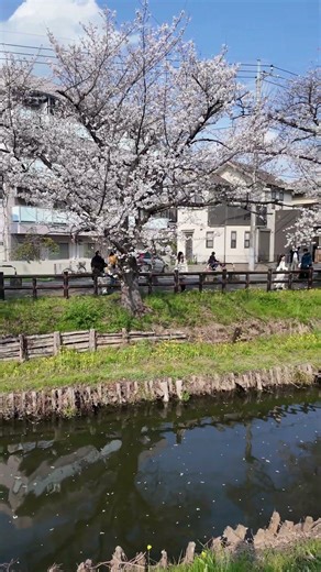【桜🌸】川越新河岸川の桜｜満開🌸｜昼間｜2026年3月29日（日）🌸埼玉の桜の名所🌸 | Kawagoe Shinakashi River Sakura Daytime