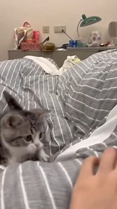 595K views · 18K reactions | Adorable baby  | Cat Fur Nature .co.uk | Facebook