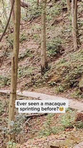 Wildlife Rescuers on Instagram: "Macaques are incredibly versatile primates, thriving in environments ranging from lush tropical forests to icy mountain peaks. Known for their intelligence and strong social bonds, they live in large, hierarchical groups that reveal their complex and dynamic behaviors. With 23 recognized species, including the snow-loving Japanese macaque, the curious rhesus macaque, and the tailless Barbary macaque, each species has its own unique traits, adapting to diverse hab