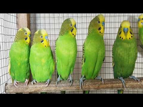 12 hr Budgie Sounds for Lonely birds to make them happy