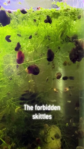 The snailssssss #snails