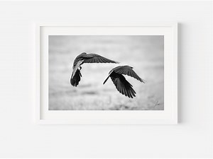 Printable Bird Photo, Nature Digital Download, Black White Nature Photo, Birds Fly, Two Birds Close Up, Home Decor, Nature Lover Gift - Etsy
