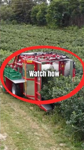 This is how blueberries are Harvested 😳