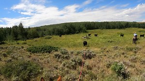 17K views · 2.3K reactions | Check out the Alpha Series at 310ranchlife.com! Thanks for watching! | 3:10 Ranch Life | Facebook