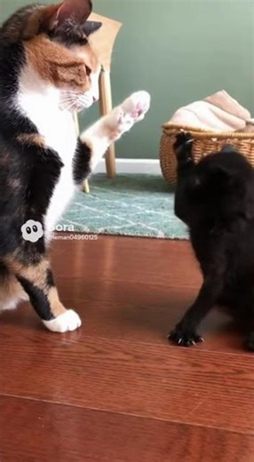 Kitten Punch Simulator.mp4