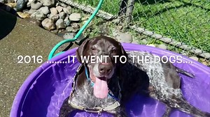 25K views · 504 reactions | It's been a good year! Happy 2017! Picnics, trips to the snow, playing in the ocean, hanging out in vineyards, having sleepovers and even running races! Our foster dogs have a great time with our amazing foster families! ❤️ | NorCal GSP Rescue | Facebook