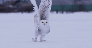 Snowy owl slow motion take off flight in snow
