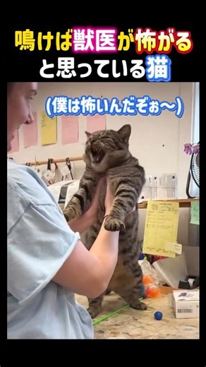 鳴けば獣医が怖がると思っている猫。可愛い。 #癒し #可愛い #猫 #獣医 #面白い #cat #shorts