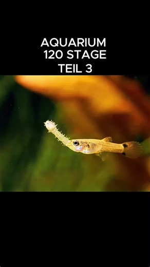 Aquarium 120 stage teil 3 #slivkishow #fishtank #aquarium