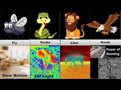 World From Animal Eyes (See From Animal Vision)