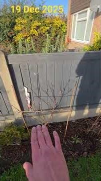 Morning walk round front garden