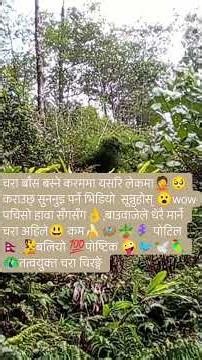 dead bird drawing /dead bird art/how to dead birds