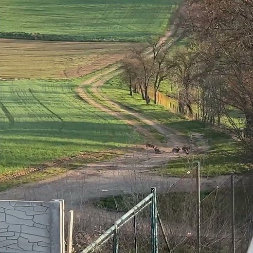 European Hare ~ Spring Frenzy!