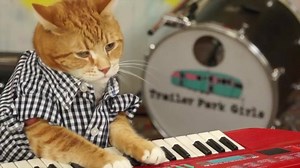 Try it. | Keyboard Cat