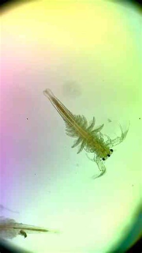 Sea monkey and brine shrimp microscopic exploration