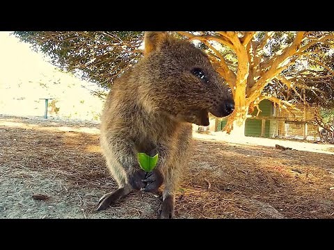 Adorable Quokka Smiling and Jumping At Camera
