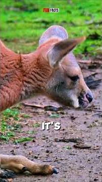 Inside the Kangaroo’s Pouch 👶🦘 | The Strangest Mother in Nature #kangaroo #kangaroobaby