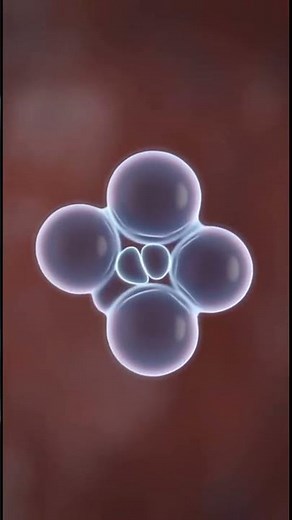 Fertilization in 30 Seconds: Sperm Race & Zygote Formation | 3D Animation