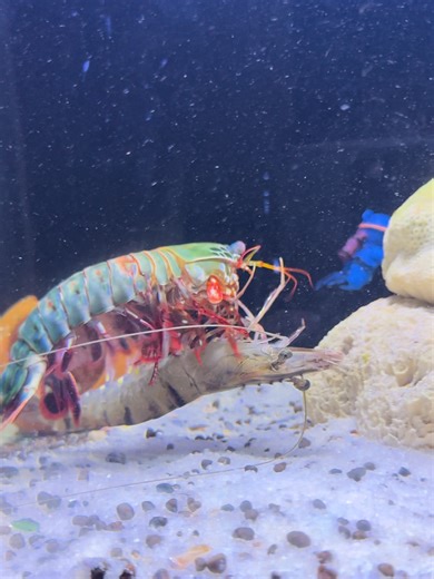 Mantis Shrimp’s Deadly Strike vs Fresh Shrimp Meat! 💥⚡️#viralvideo #video #viral #shorts #aquarium #SeaFight #mrmantisshrimp