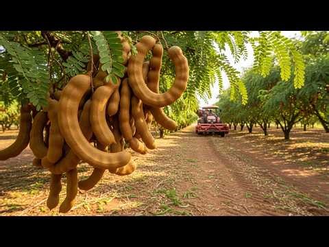 Inside Tamarind Farming Harvesting and Processing at Massive Scale | Agricultural Secrets