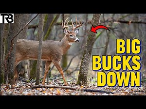 Mississippi Deer Hunting 2024 (Full Rifle Season Compilation)