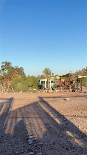 Kasi's living up to her name and zoomin' around the Savanna trying to befriend (or chase) the kudus! Mya, Keeper I - Hoofstock