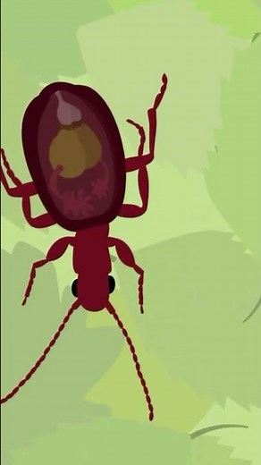 Spray Acid From It’s Rear: Bombardier Beetle - Explosive Defenses #animalbehavior