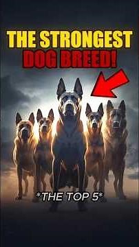 The Most Fearless Guard Dogs Ranked