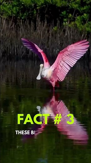 Incredible Roseate Spoonbill Facts You Didn’t Know!"