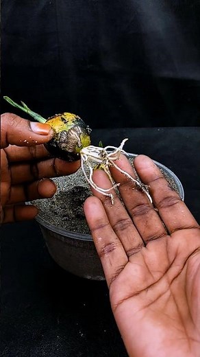 Growing betel nut plant at home | Step-by-step gardening guide