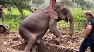 1.3M views · 52K reactions | Luego de tres horas en un operativo en el que los rescatistas tuvieron que hacer tareas de reanimación sobre la madre elefante, los voluntarios lograron salvar a estos pequeños animales del fondo de un pozo en el que habían caído. | CNN en Español | Facebook