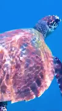 4K Turtle Paradise - Undersea Nature Relaxation Film Relaxing Music-11 Part 5202