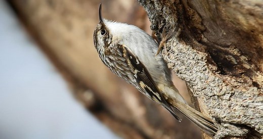 Brown Creeper Identification, All About Birds, Cornell Lab of Ornithology