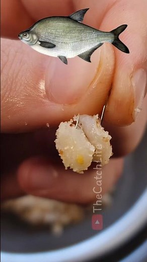 The Full Pearl Barley Hookbait Process #shorts