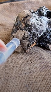 1.7M views · 31K reactions | 3 unbelievable animal transformations —...