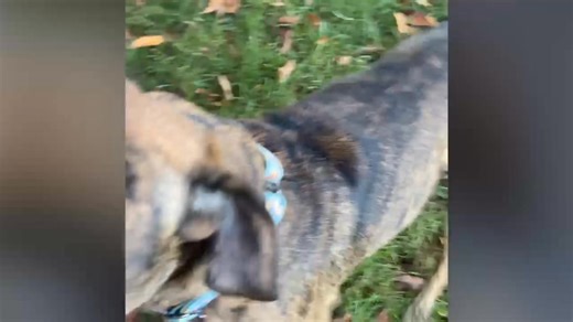 6.1K views · 104 reactions | Meet Jack – Your Future Cuddle Buddy!...